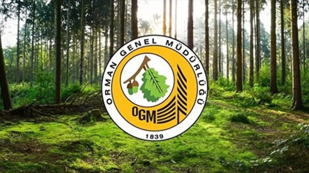 Orman Genel Müdürlüğü 109 Personel Alıyor! Detaylar Tek Tek Belli Oldu!