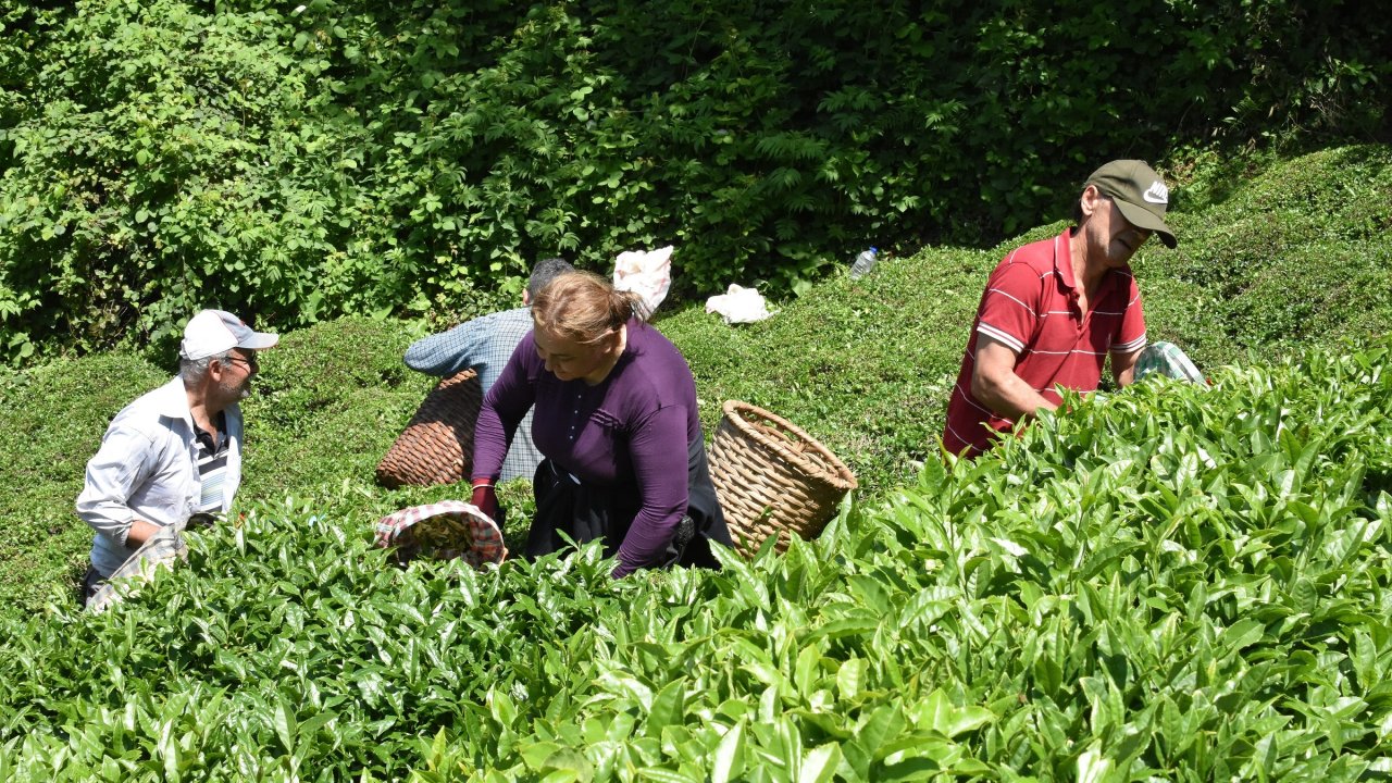 Ordu’da Çay Hasadı Başladı