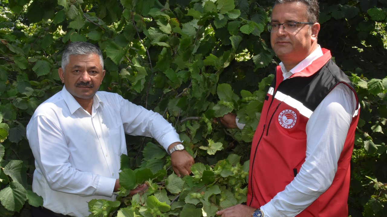 Ordu’da Fındıkta Rekolte Tespit Çalışmaları Başladı