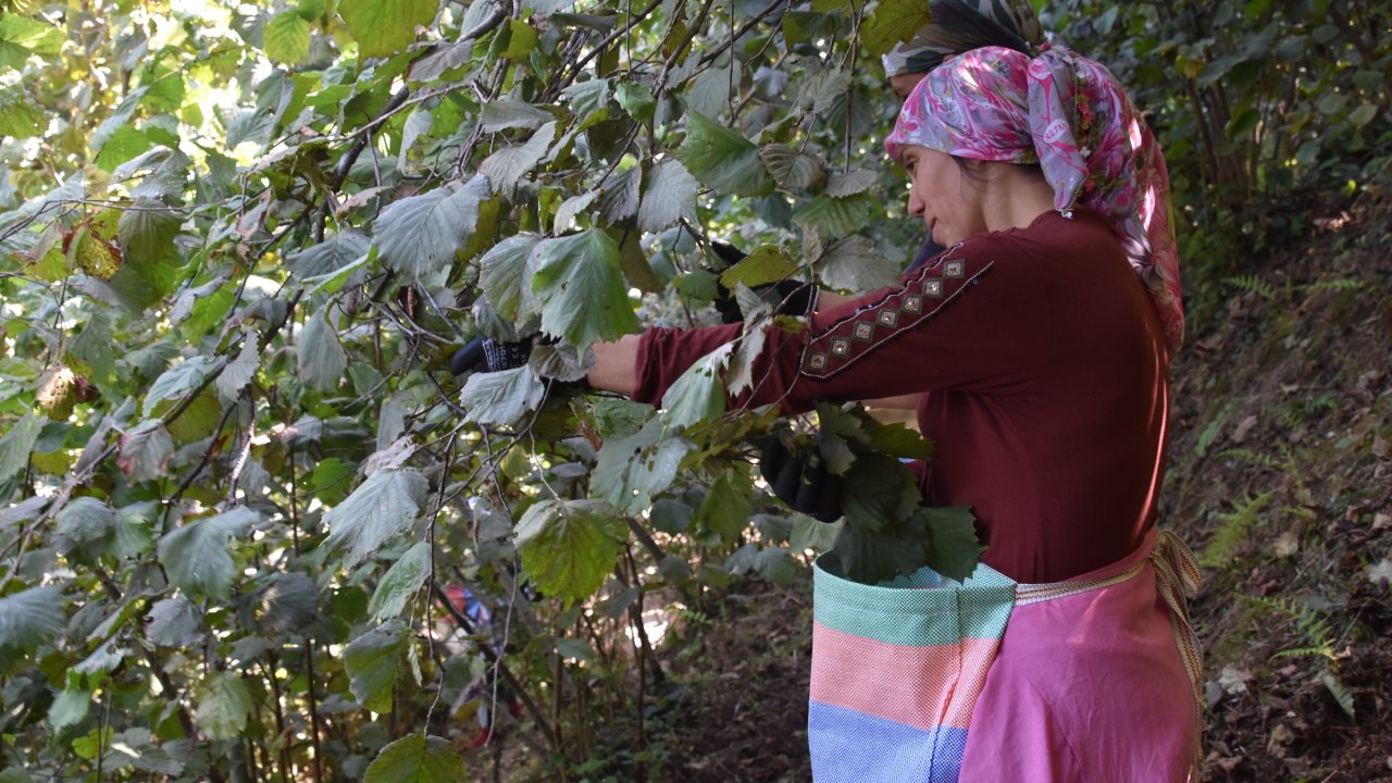 Ordu'da Erken Fındık Hasadı