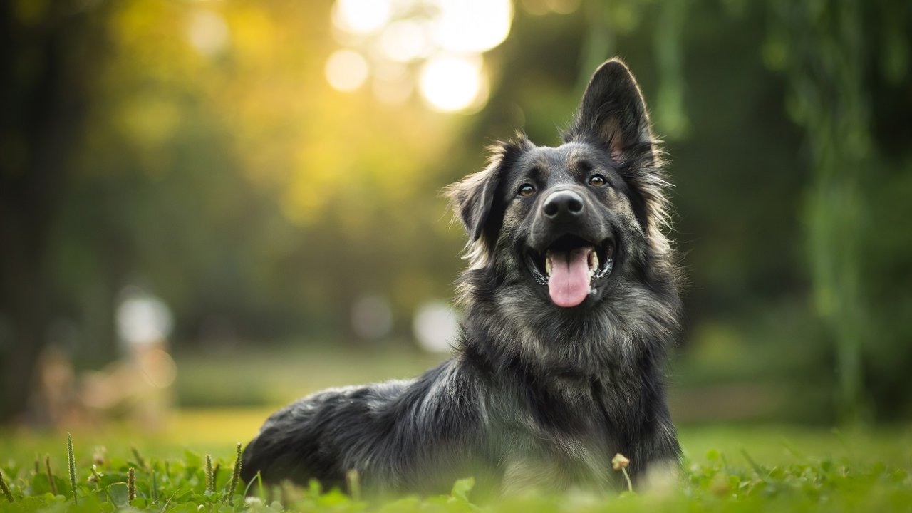 Hepsiburada’dan ‘dünya Köpekler Günü’ Kampanyası