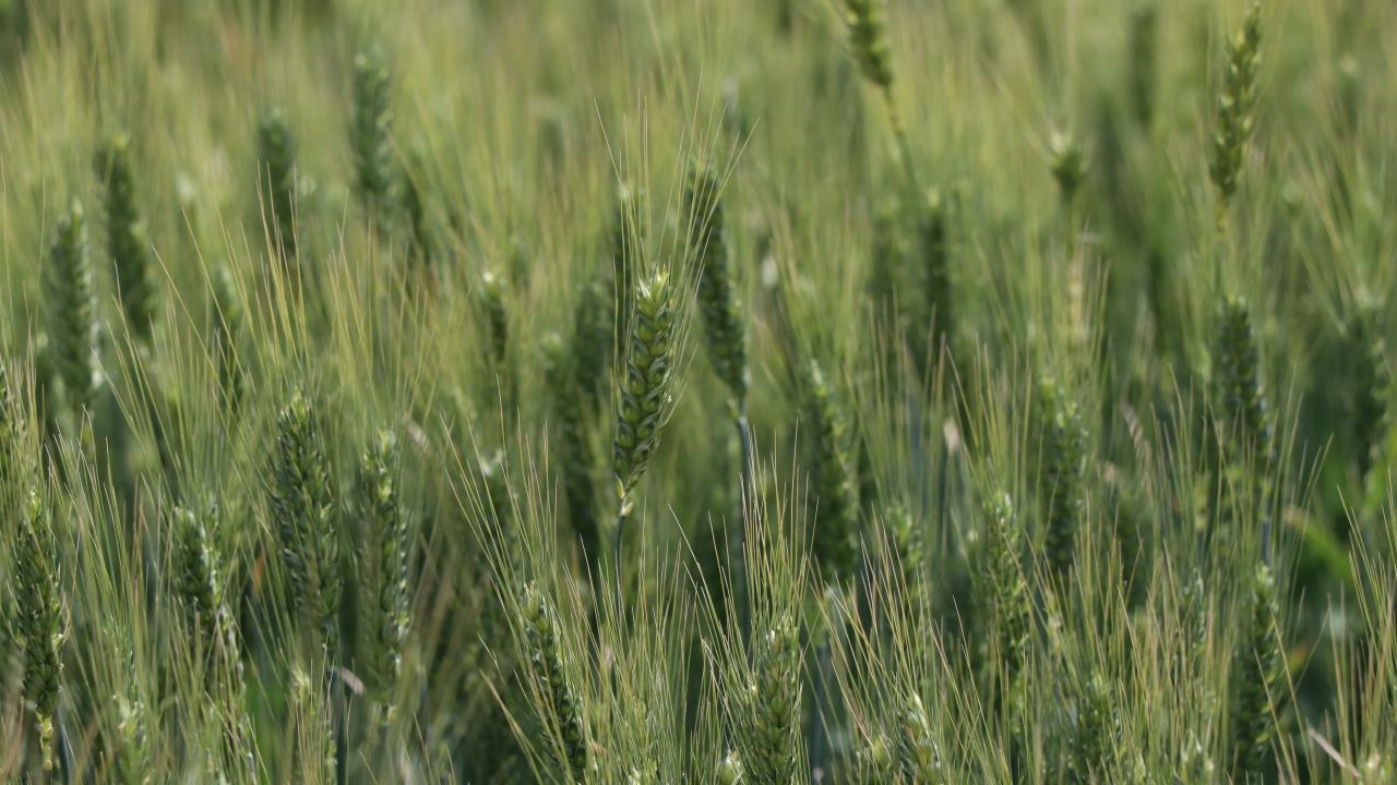 Konya'da geliştirilen kuraklığa ve hastalıklara dayanıklı buğday tohumları artık Eskişehir’de