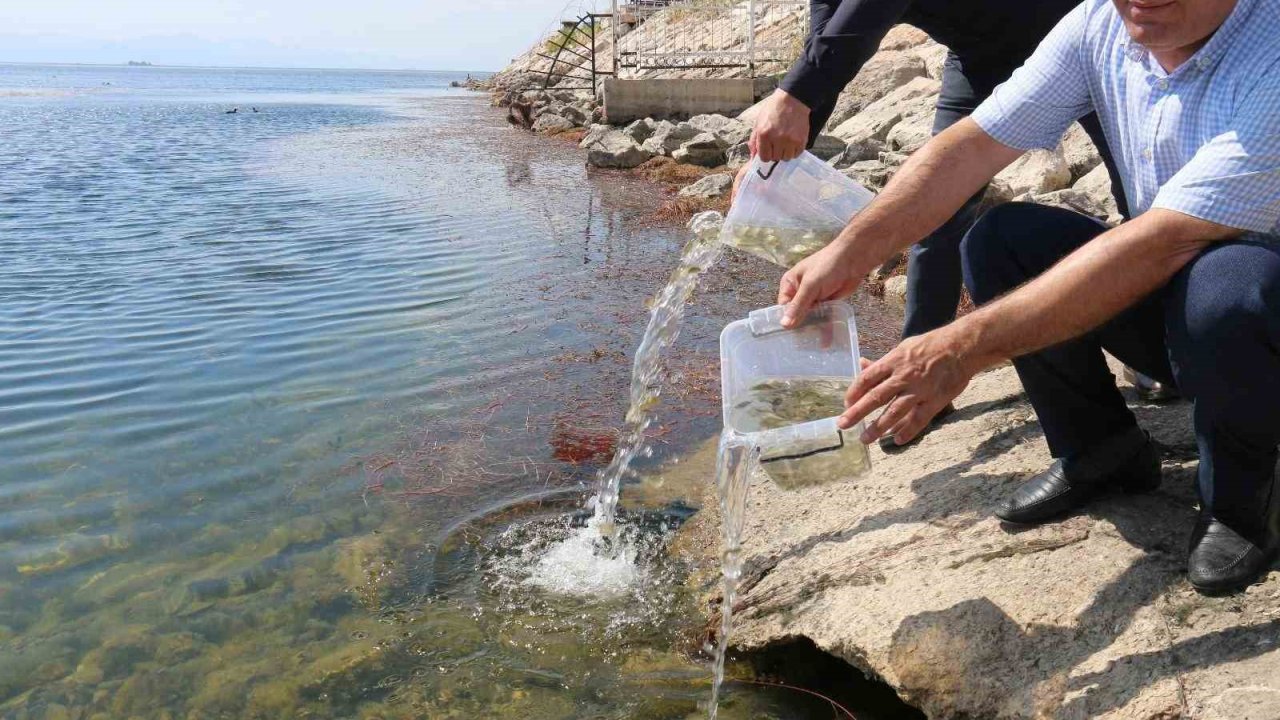 Beyşehir Gölü'ne ve Göletlere 1 Milyon 130 Bin Yavru Sazan Balığı Bırakıldı