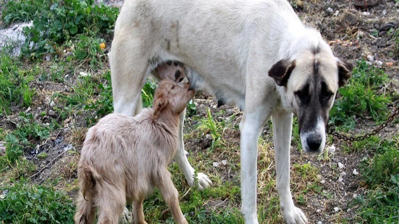 Her Yere Kuzusu ve Köpeğiyle Giden Mikail Ağdaş, Şimdi de Oğlak Sahiplendi