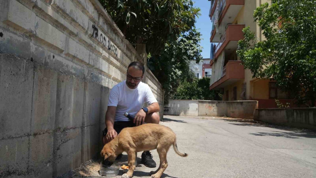 Sokak Köpeğine Şiddete Şahit Oldu Ama Yanıt ''Şikayetçi Olamazsınız, Sahibi Siz Değilsiniz'' Oldu